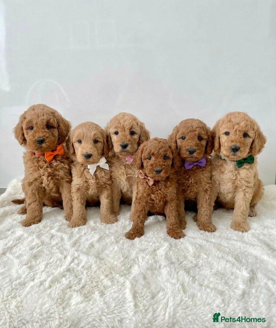 Mixed Breed dogs Multigen Labradoodle Puppies DNA Clear Parents 🧬  - Advert 1