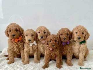 Mixed Breed dogs for sale: Multigen Labradoodle Puppies DNA Clear Parents 🧬 - Advert 1