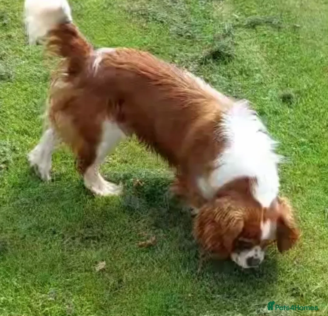 Cavalier King Charles Spaniel dogs for stud: DNA tested Cavalier Stud  in Brampton - Advert 2