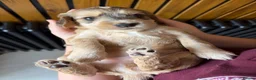 Mixed Breed dogs for sale: Sprockerpoo Puppies  - Advert 9
