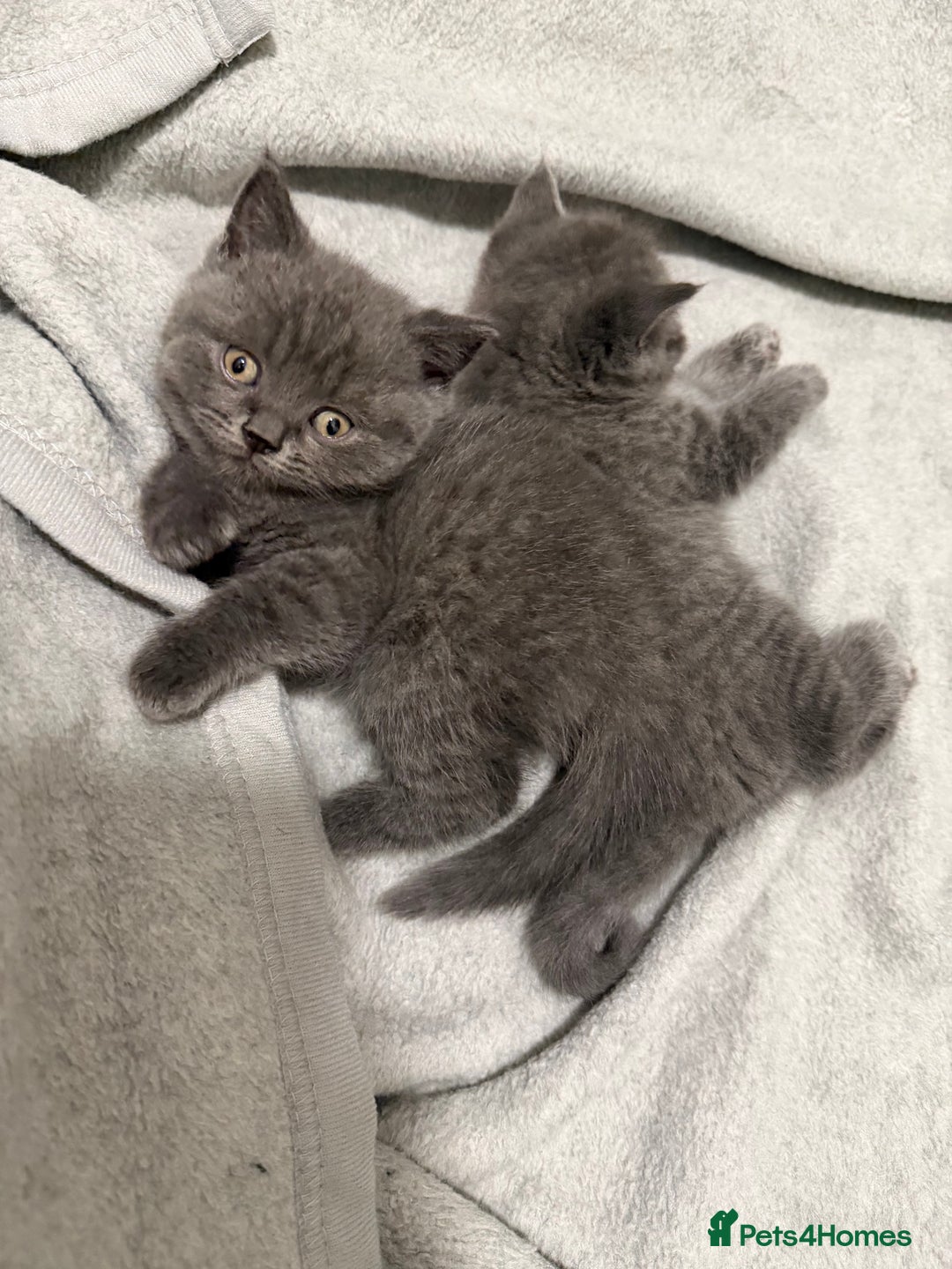 British Shorthair cats for sale: British cat kitten 2boys 1girl  - Advert 2