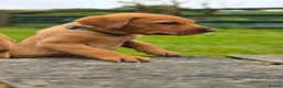 Labrador Retriever dogs for sale: Fox red labrador puppies  in Launceston - Advert 9