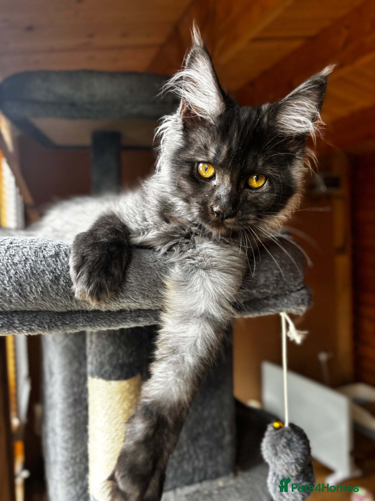 Maine Coon cats GCCF Mainecoon silver and black smokes - Advert 1