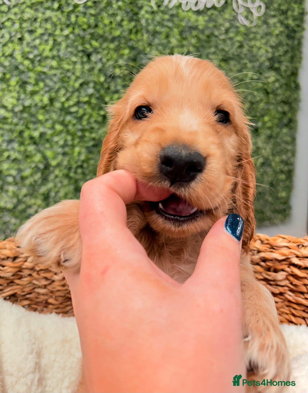 Cocker Spaniel dogs for sale: 🧡🧡 KC REG Show Cocker Spaniel Puppies For Sale - Advert 8