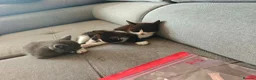 Maine Coon cats for sale: Maine coone cross  - Advert 7
