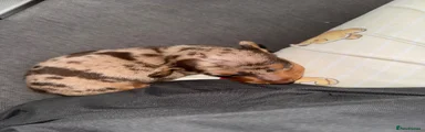 Miniature Dachshund 3
