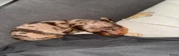 Miniature Dachshund dogs for sale: Miniature Dachshund puppies in Derby - Advert 15