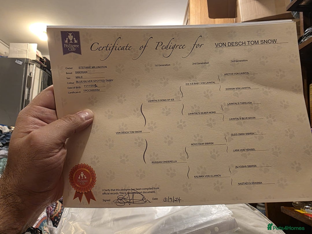 Siberian cats for sale: Siberian Kittens Super Friendly 💕🐾 - Image 13