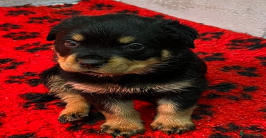 Rottweiler dogs - Advert 3