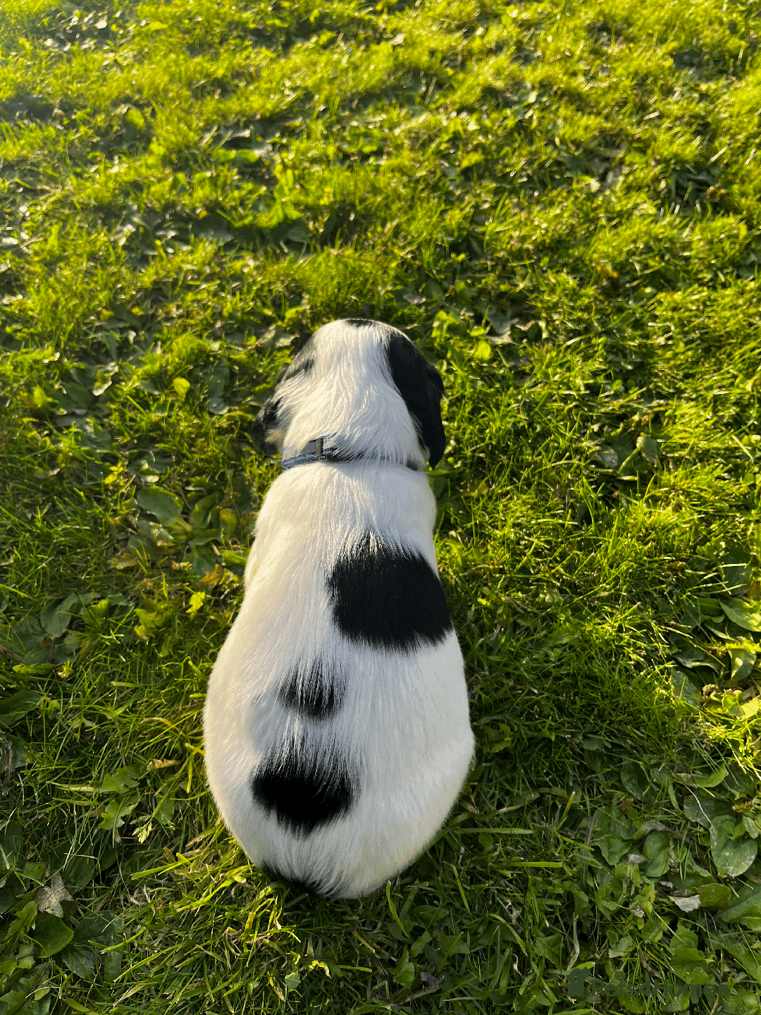 Sprocker dogs for sale: Sprocker Puppies - Image 30