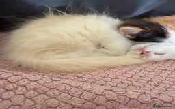 Ragdoll cats for sale: Adorable Ragdoll Kittens Ready Now - Image 7
