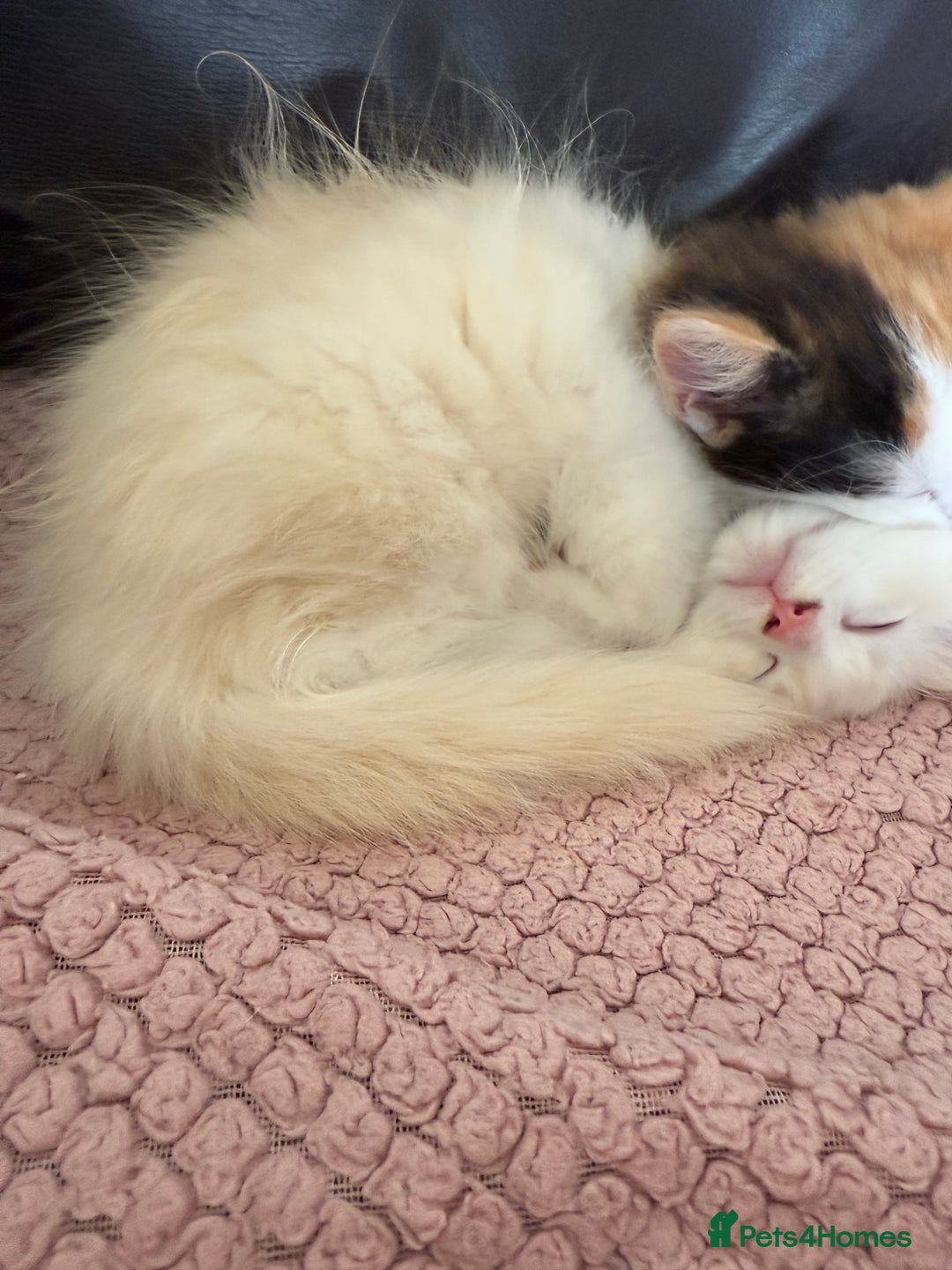 Ragdoll cats for sale: Adorable Ragdoll Kittens Ready Now - Image 7