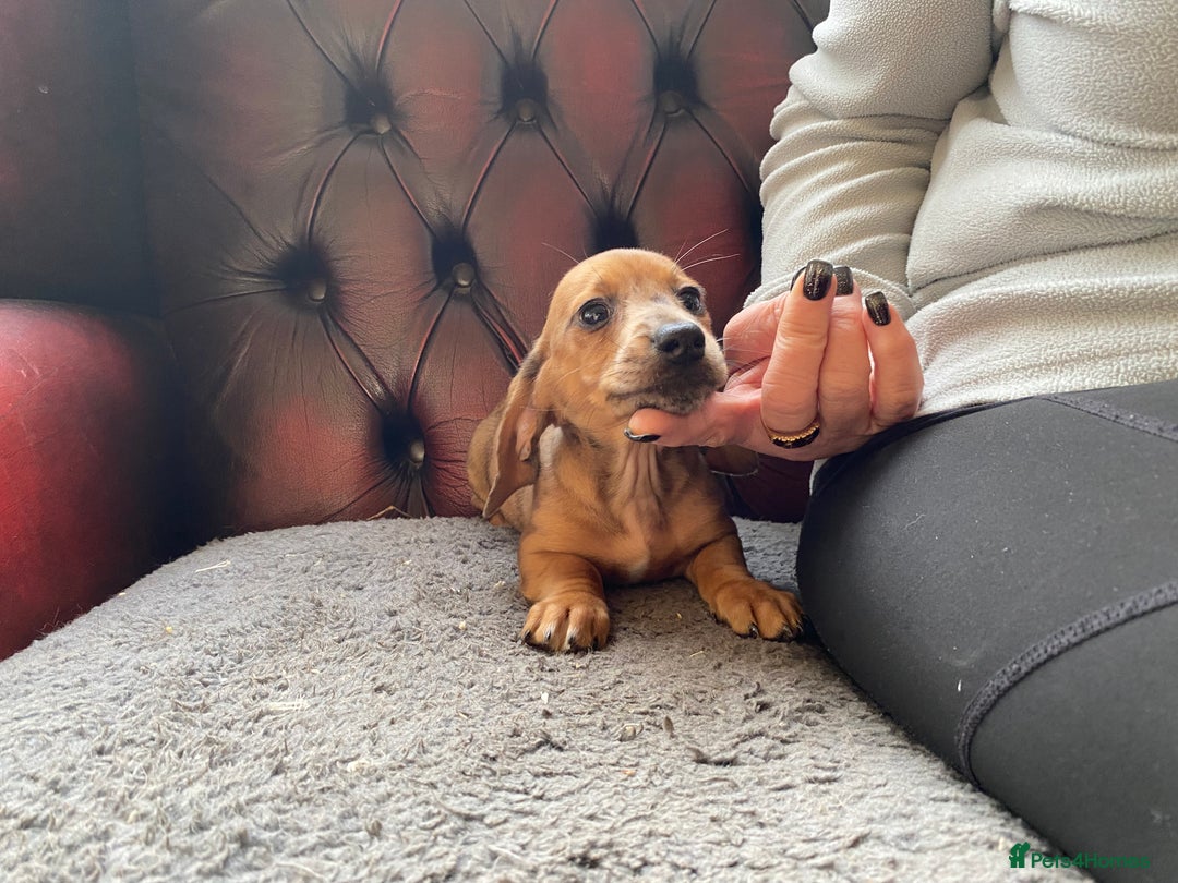Miniature Dachshund dogs for sale: MINIATURE DACHSHUND PUPPIES  - Advert 16