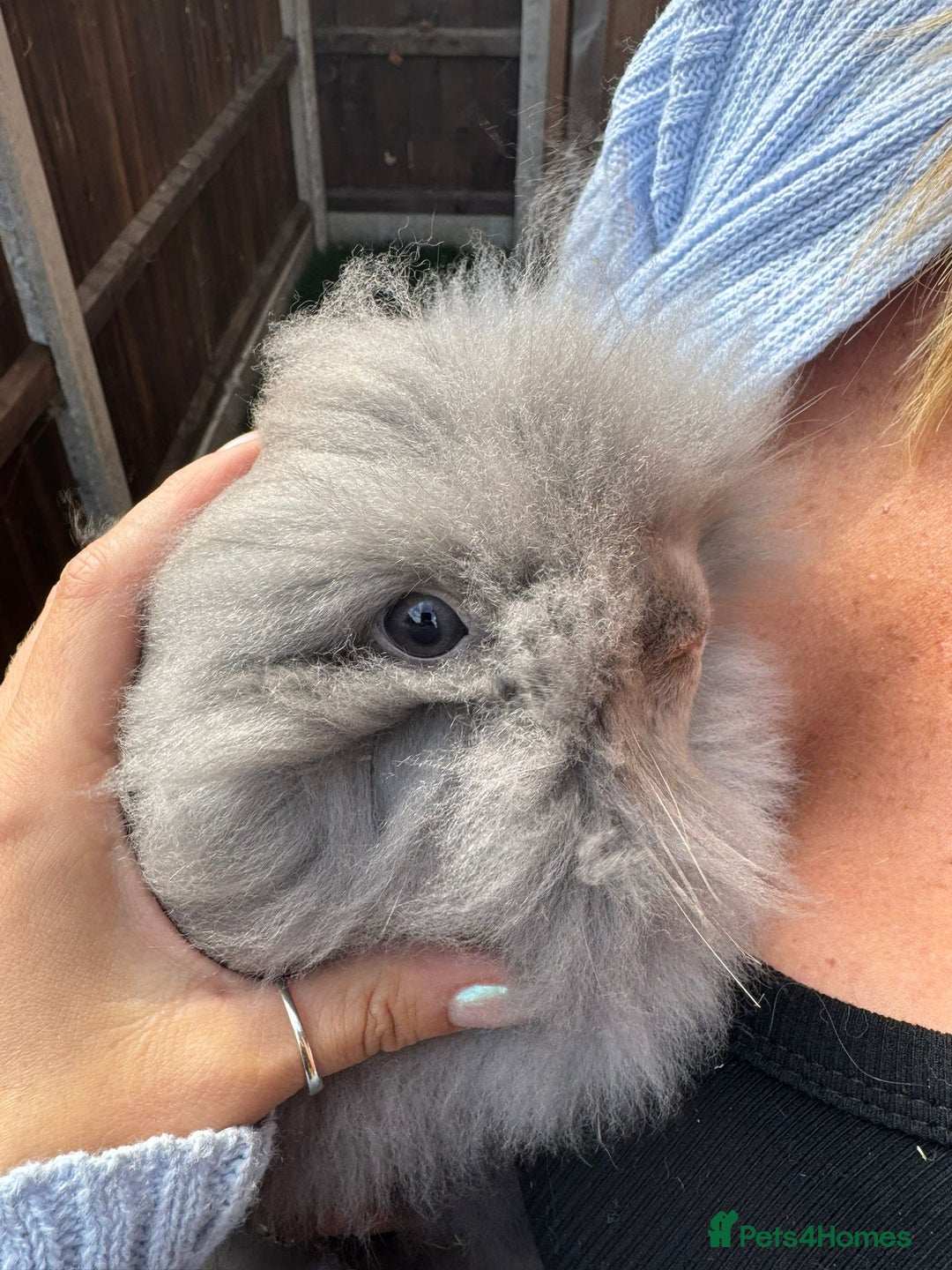 Mini Lion Lop rabbits for sale: 2 male mini lion lop bunnies  - Image 6