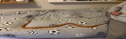 Corn Snake reptiles for sale: Friendly corn snake in Rye - Advert 7