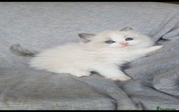 Ragdoll cats for sale: Ragdoll  - Image 1