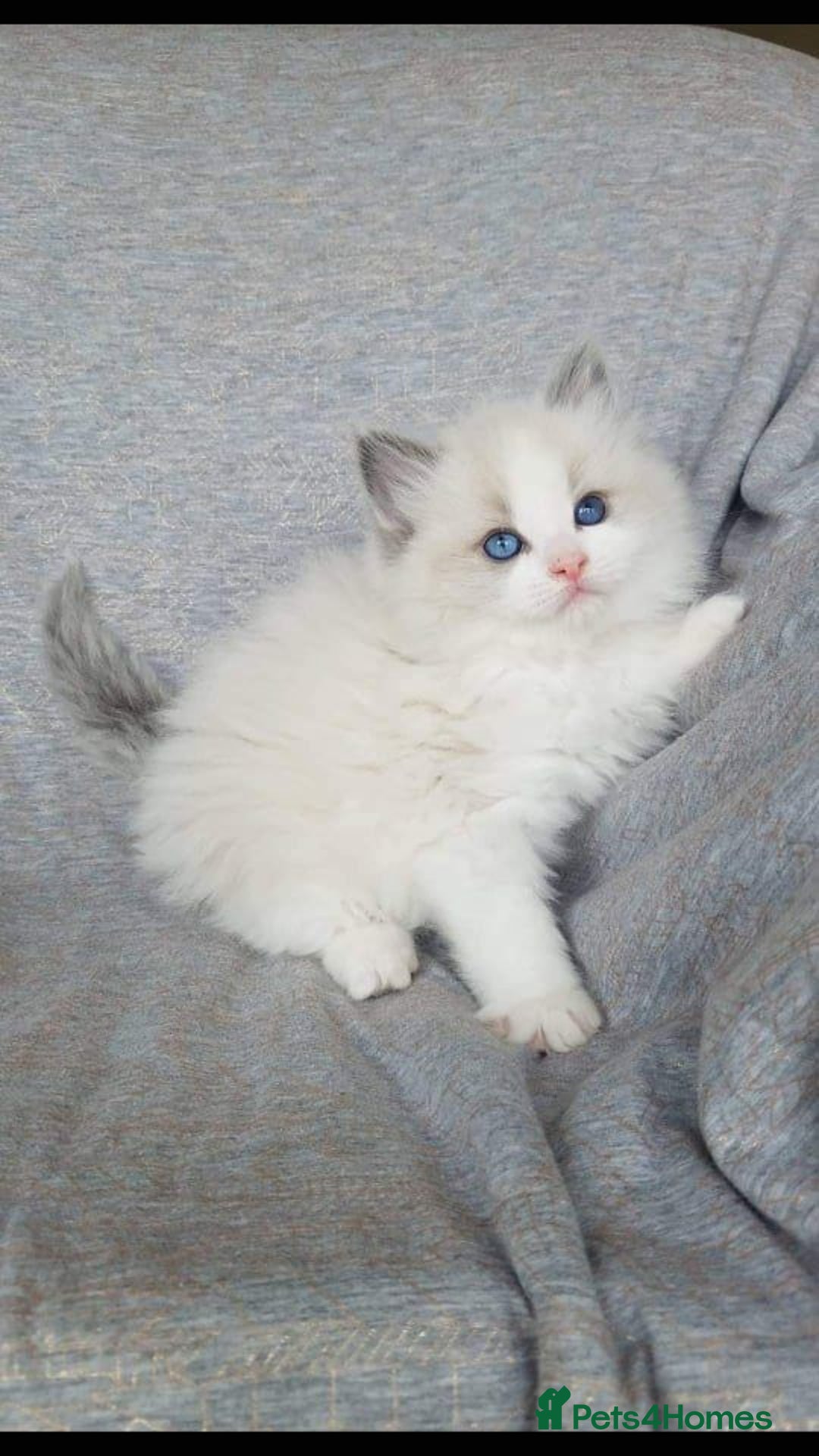Ragdoll cats for sale: Ragdoll  - Image 1