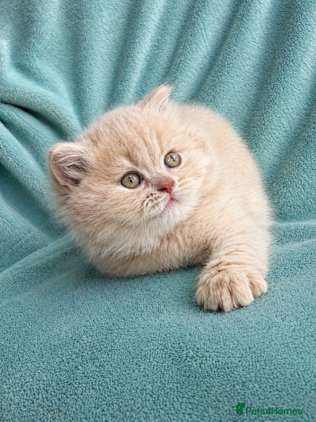 British Longhair cats 🎀Last longhair girl available from this litter.  - Advert 1