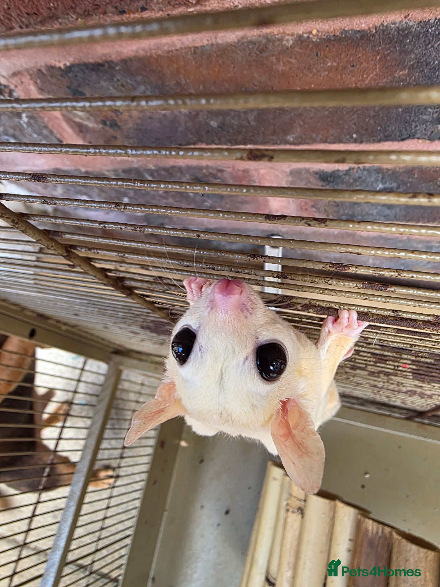 Mixed Breed livestock Sugar Glider Female - Advert 6