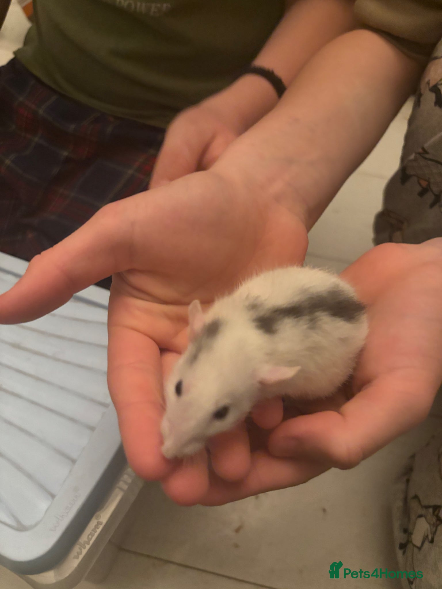 Rat rodents Male Rats For Sale - Advert 2