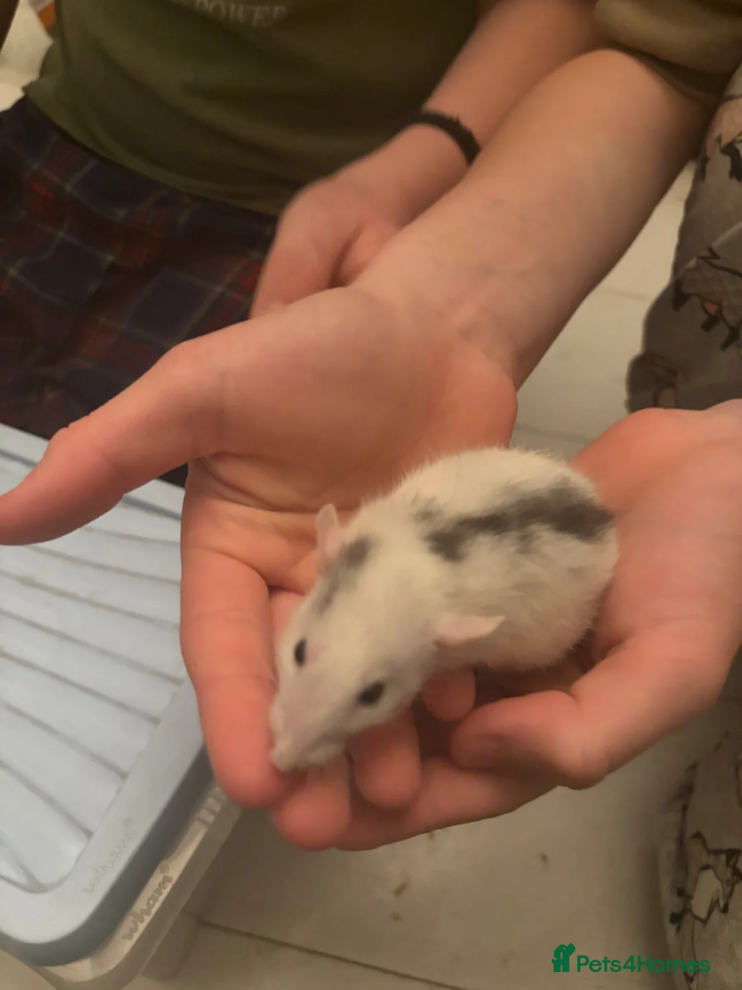 Rat rodents for sale: Male Rats For Sale in Boston - Advert 2