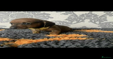 Miniature Dachshund dogs - Advert 10