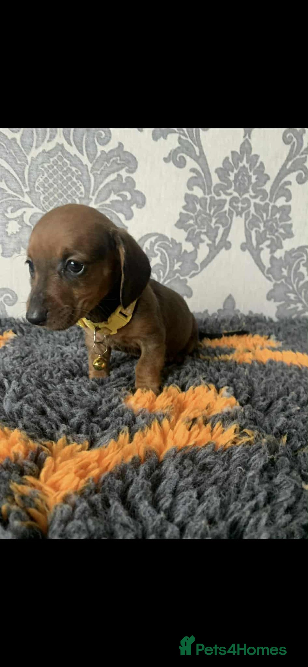 Miniature Dachshund dogs for sale: Kc miniature dachshund  - Image 3