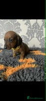 Miniature Dachshund dogs - Advert 3