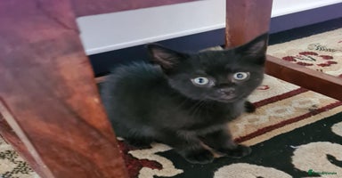 Mixed Breed cats - Advert 4