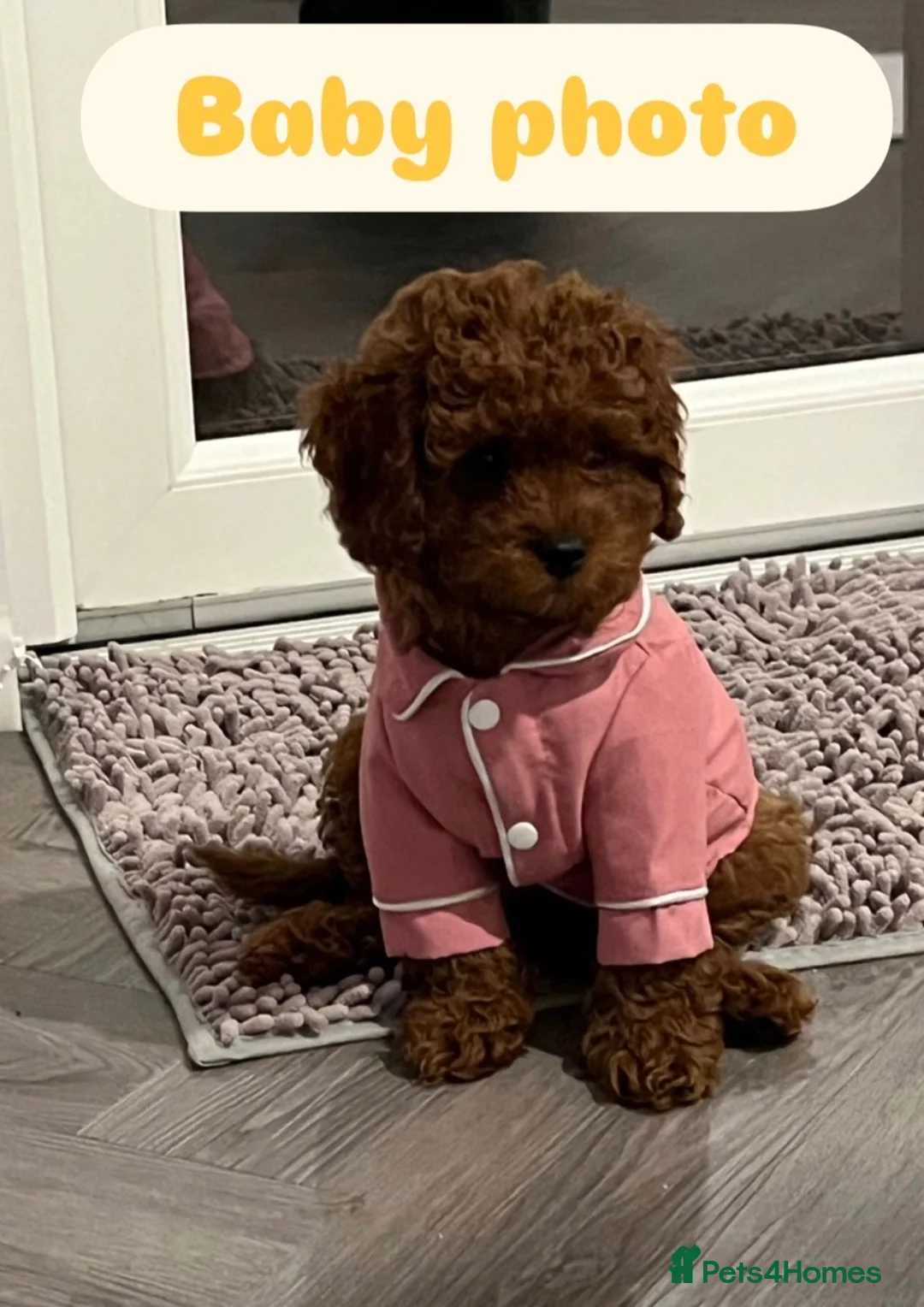 Cavapoo dogs for sale: 5 Deep Red Cavapoos - Advert 20