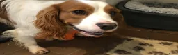 Mixed Breed dogs for sale: DAKOTA RETRIEVER CROSS COCKERLIER PUPPIES - Advert 16