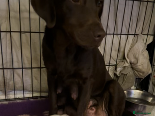 Labrador Retriever dogs Chocolate Labrador bitch - Advert 1