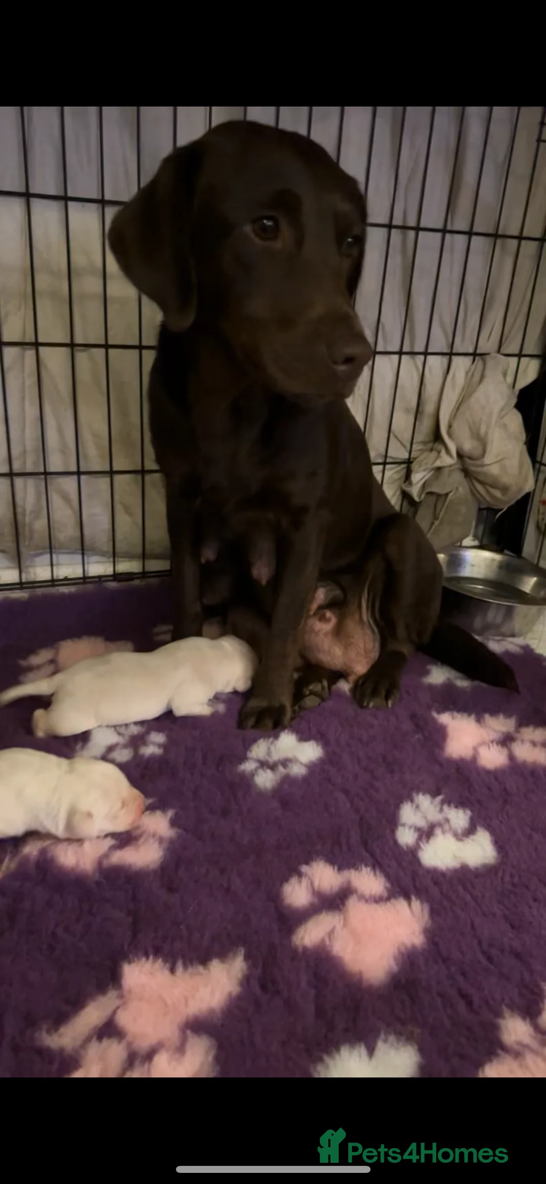 Labrador Retriever dogs for sale: Chocolate Labrador bitch - Advert 1