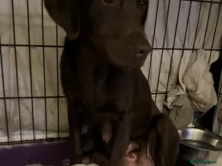 Labrador Retriever dogs Chocolate Labrador bitch - Advert 16