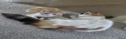 Mixed Breed cats for sale: 1/4 main coon kittens  in Fleetwood - Advert 5