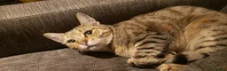 Mixed Breed cats for sale: Two very friendly Young Adult sister Cats - Advert 4