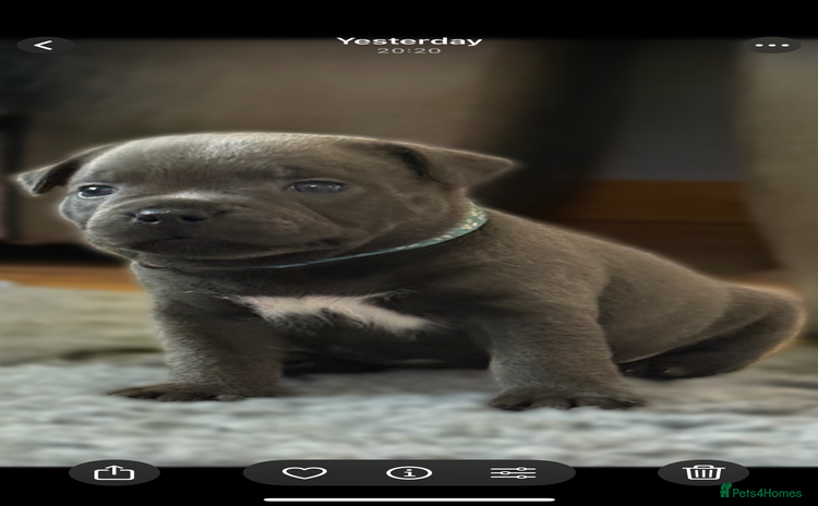 Staffordshire Bull Terrier dogs - Advert 9