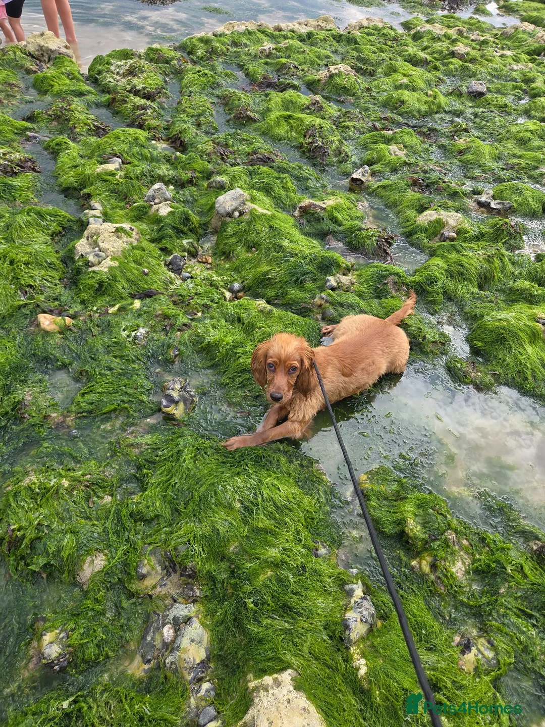 Cocker Spaniel dogs for sale: Beautiful well trained show cocker spaniel in Peacehaven - Advert 5