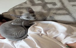 Sphynx cats for sale: Sphynx Elf & Sphynx Peterbald - Image 6
