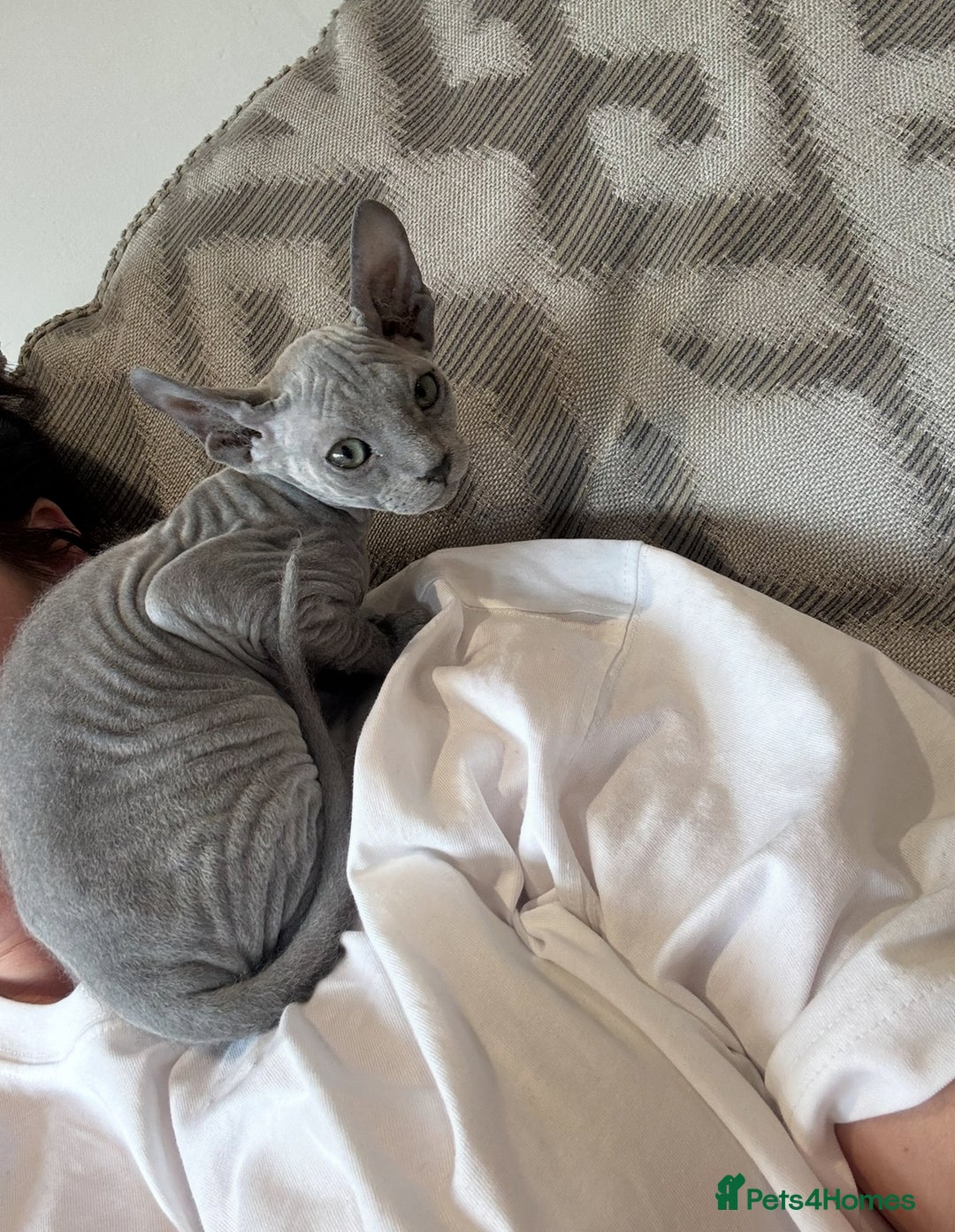 Sphynx cats for sale: Sphynx Elf & Sphynx Peterbald - Image 6
