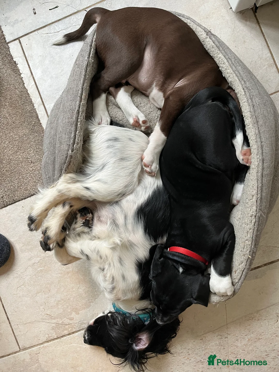 Mixed Breed dogs for sale: 🐾Sweet-natured Spaniel x Bulldog male puppy🐾 in London - Advert 8