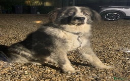 Caucasian Shepherd Dog dogs for stud: Gorgeous Caucasian Shepherd for Stud - Image 5