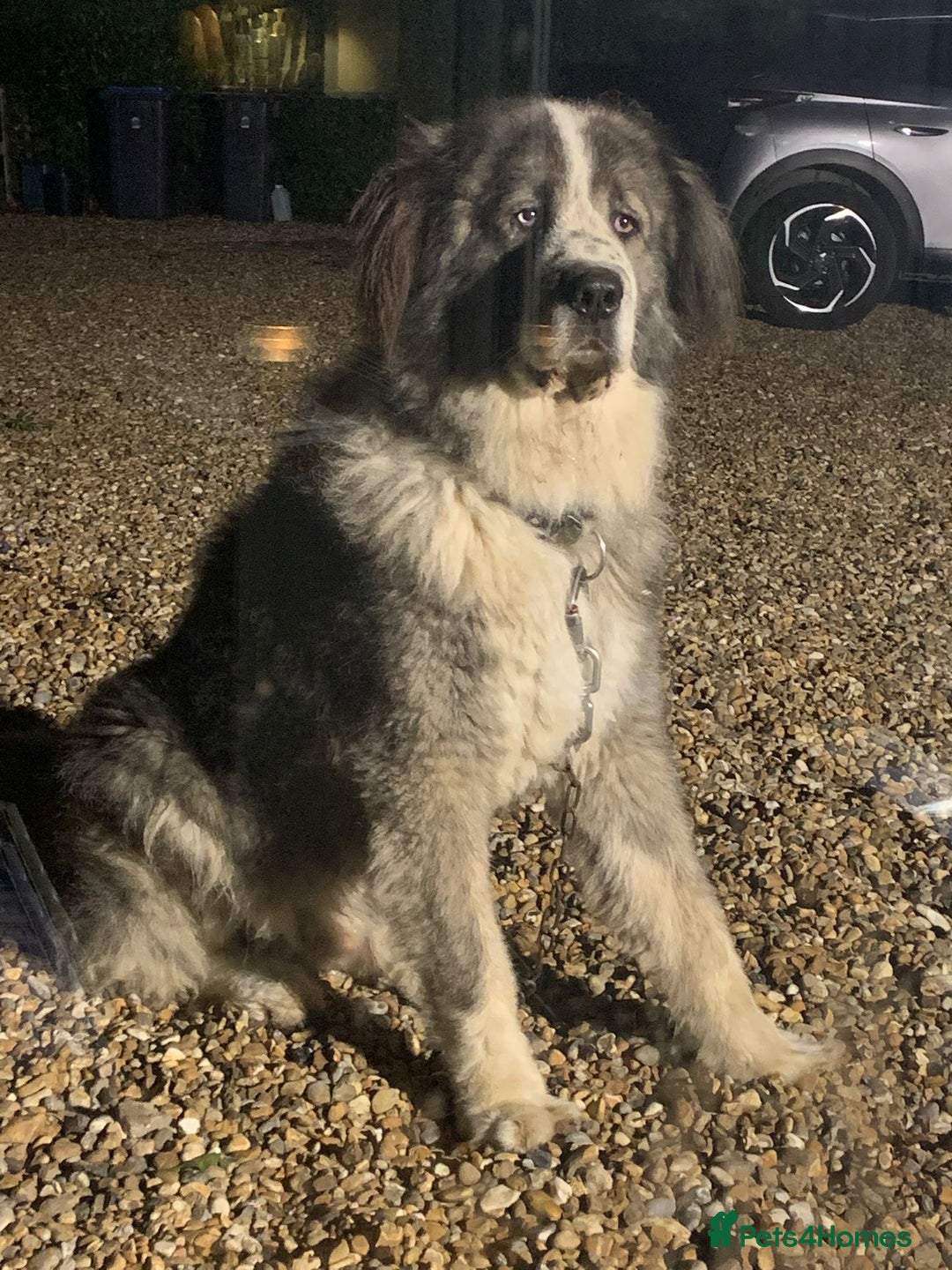Caucasian Shepherd Dog dogs for stud: Gorgeous Caucasian Shepherd for Stud - Image 5