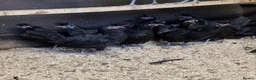 Chickens poultry for sale: Black Appenzeller Hens  - Advert 1