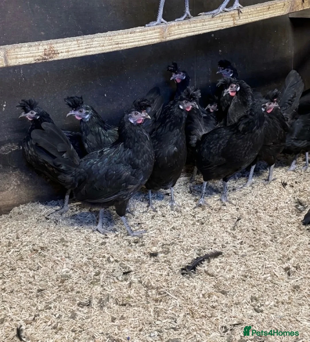 Chickens poultry for sale: Black Appenzeller Hens  - Advert 1