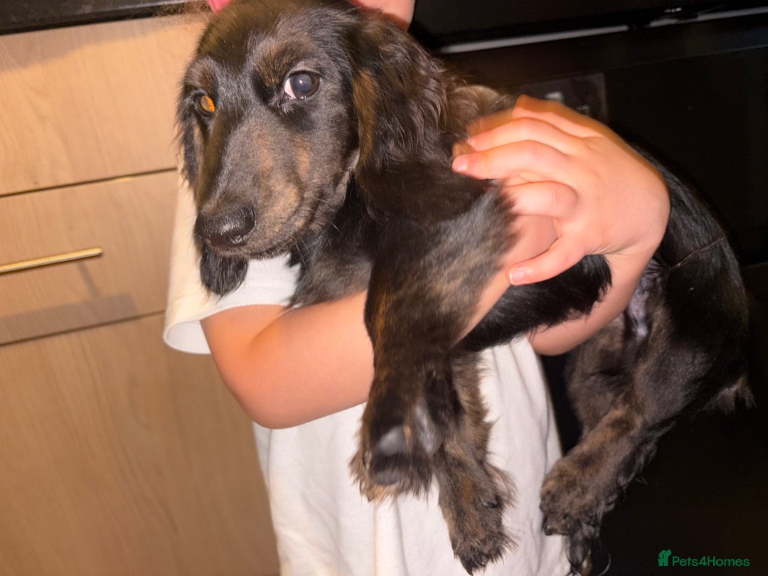 Miniature Dachshund dogs for sale: Black and brindle miniature dachshund male - Advert 4