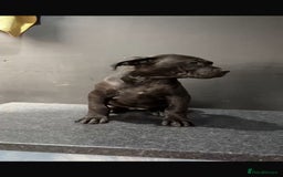 Presa Canario dogs for sale: Black presa Canario puppies - Image 2