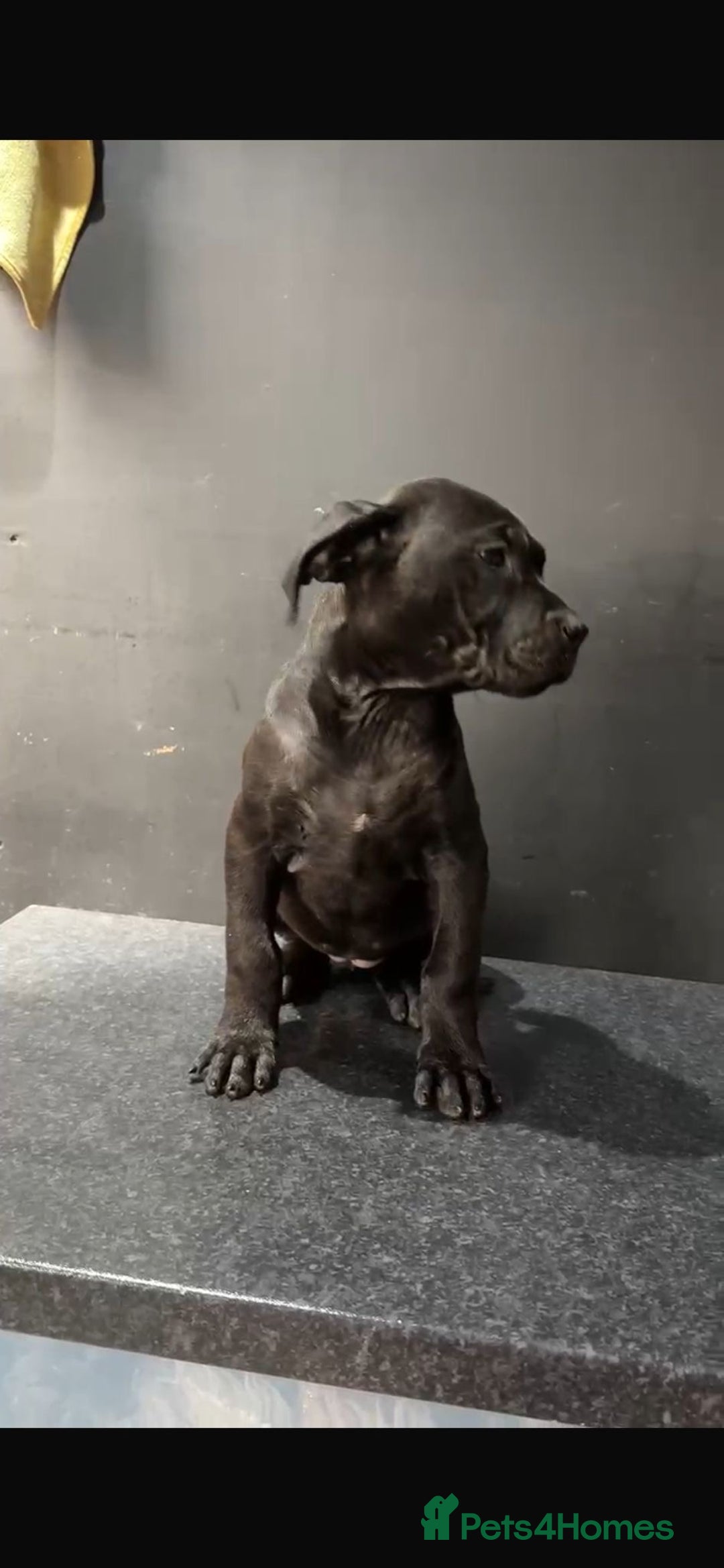 Presa Canario dogs for sale: Black presa Canario puppies - Image 2