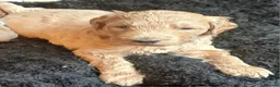 Goldendoodle dogs for sale: Goldendoodle puppies - Advert 19