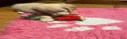 Golden Retriever dogs for sale: Playful Golden Retrievers For Sale  - Advert 3